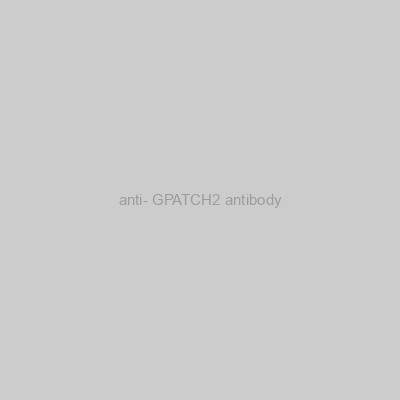 FN Test - anti- GPATCH2 antibody